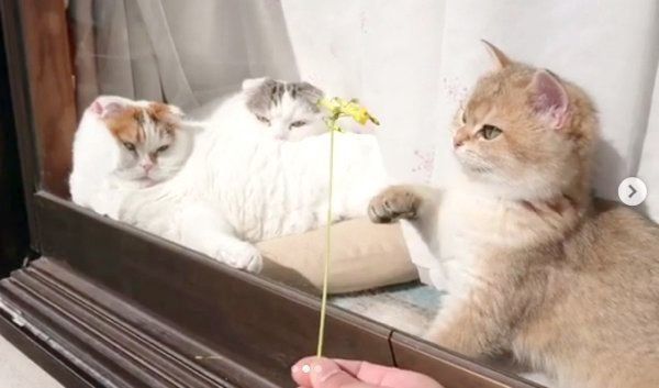 窓際で日向ぼっこするライくん・いとさん・カイくん