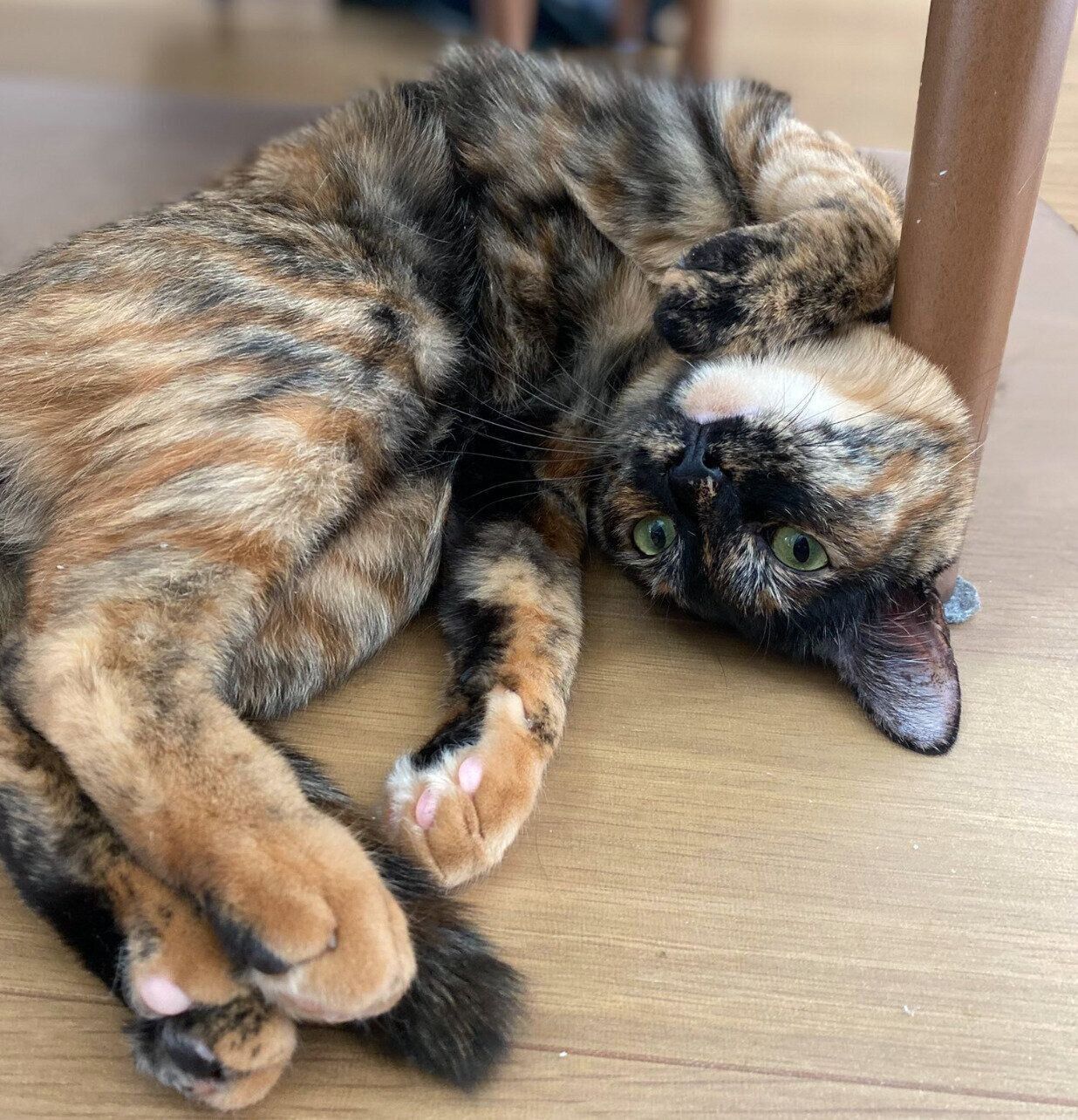 寝転がるネモちゃん