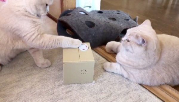 自動貯金箱で遊ぶブリティッシュショートヘア
