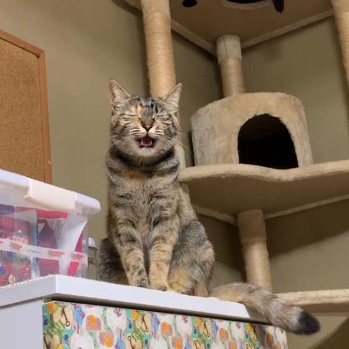 うにゃ にっ と鳴いたとき 猫はどんな気持ちなの ねこのきもちweb Magazine うにゃ にっ と鳴いたとき 猫はどんな気持ちなの ねこのきもちweb Magazine