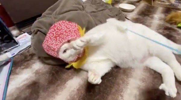 動きが鈍くなるシャオリンちゃん