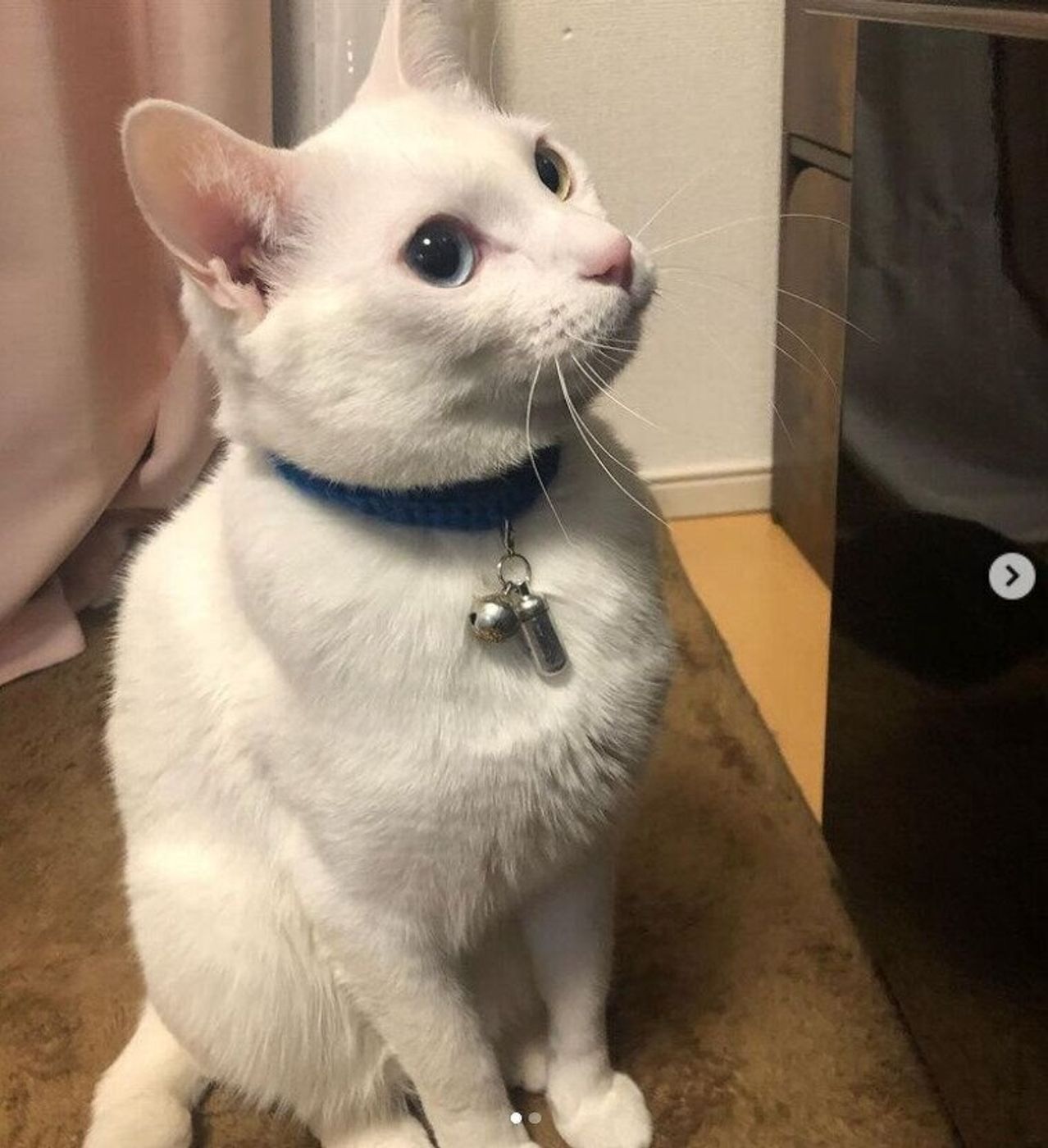 さりげない うちのコ 印 飼い主さんの 手作り首輪 6選 ねこのきもちweb Magazine さりげない うちのコ 印 飼い主さんの 手作り首輪 6選 ねこのきもちweb Magazine