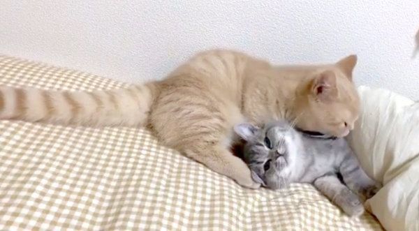 じゃれ合うむぎくんとあおちゃん