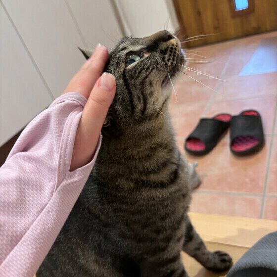 なでられるまろくん