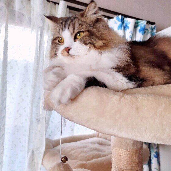 キャットタワーでくつろぐスコティッシュフォールド・ロングヘア