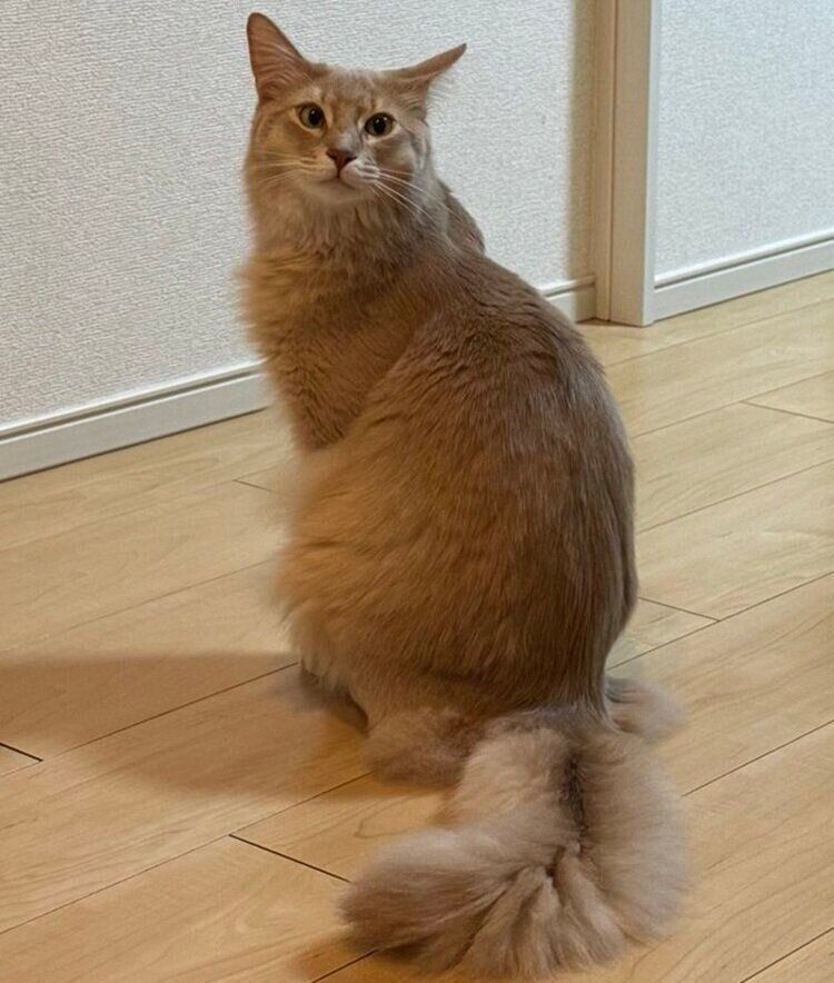 誇らしげなポーズが話題になったテトくん