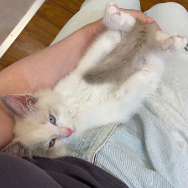 飼い主さんの膝でくつろぐラピスくん