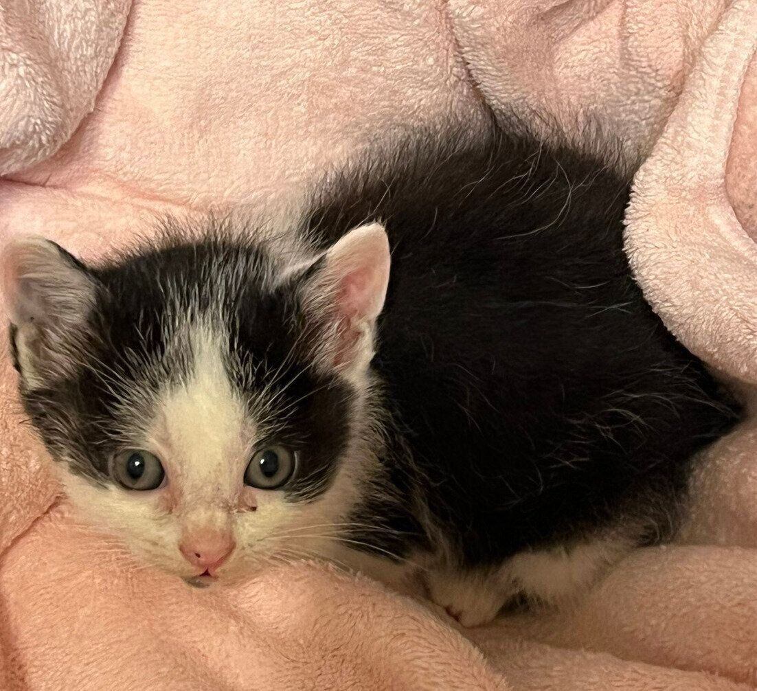 保護したばかりのころのまめちゃん