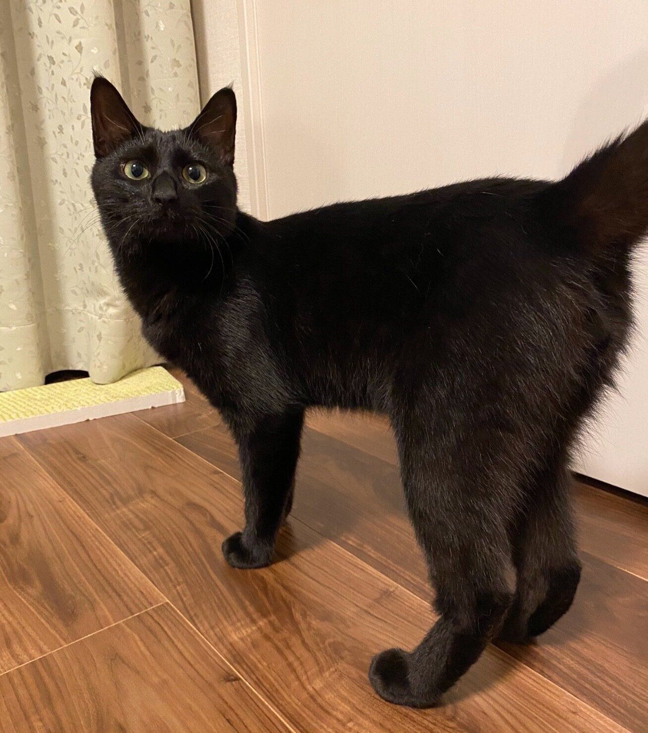 1才になったココアくん