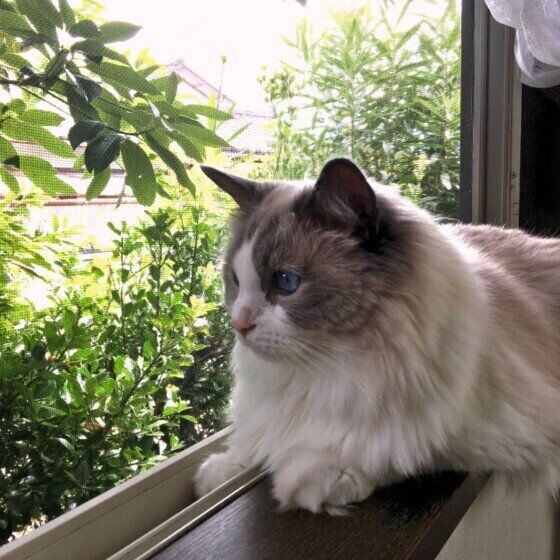 ラグ　ラグドール　窓から