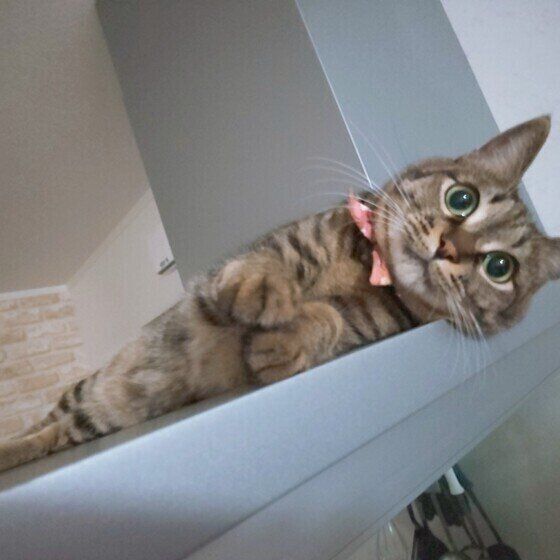 くつろぐキジトラ