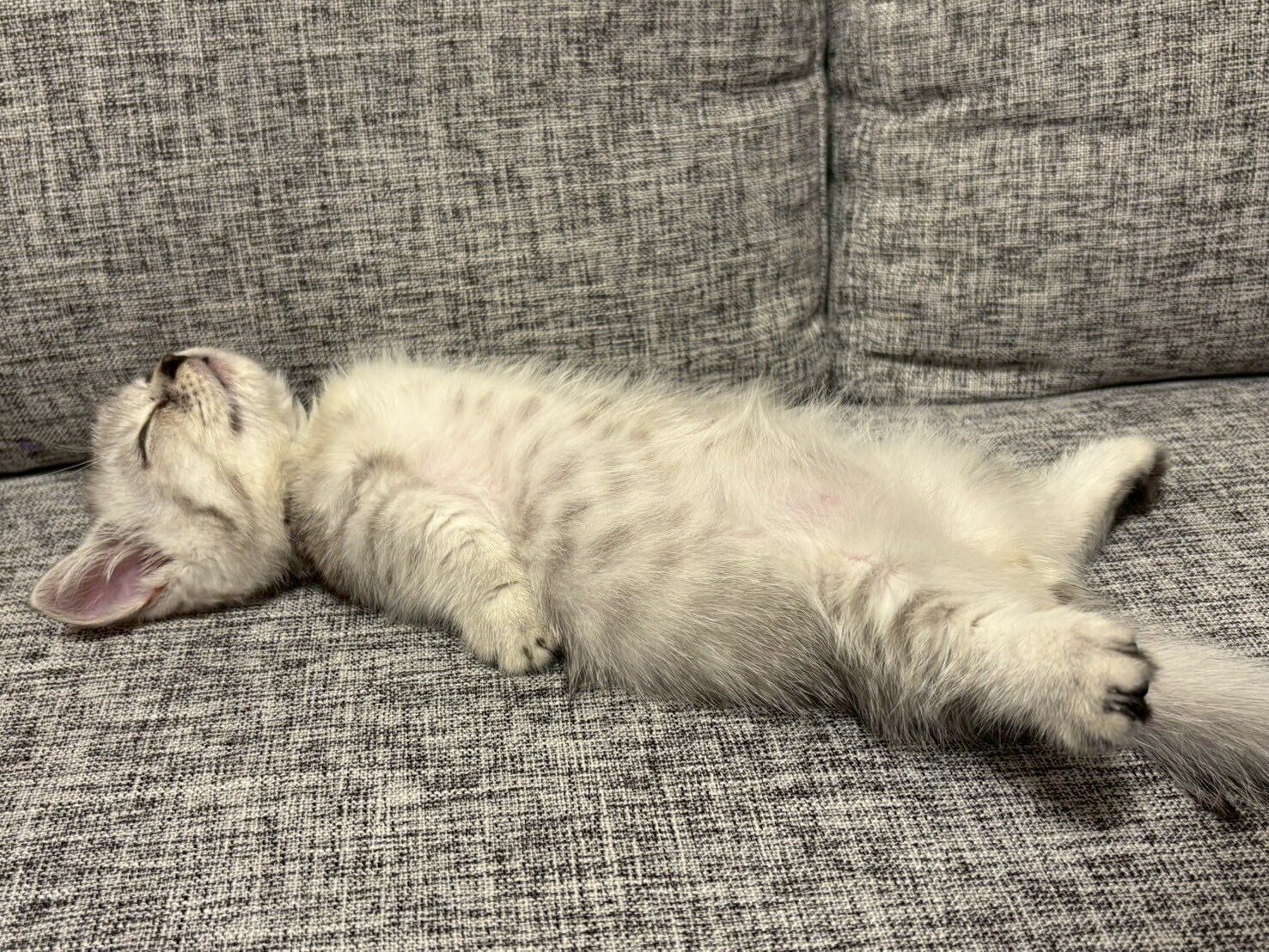 ヘソ天寝するしらすおろしくん