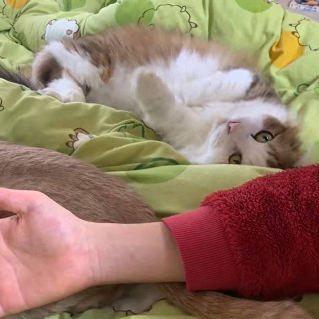 こっちも！とアピールする秀吉くん