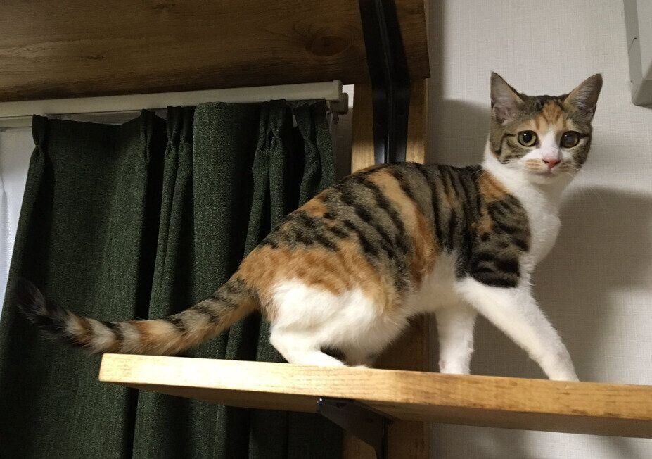 キャットウォークで遊ぶ猫