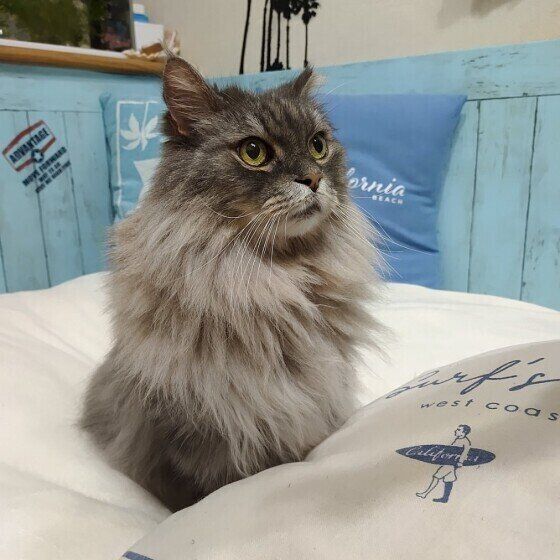 ノルウェージアンフォレストキャットのPeugeot くん