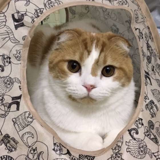 すまし顔のスコティッシュフォールド