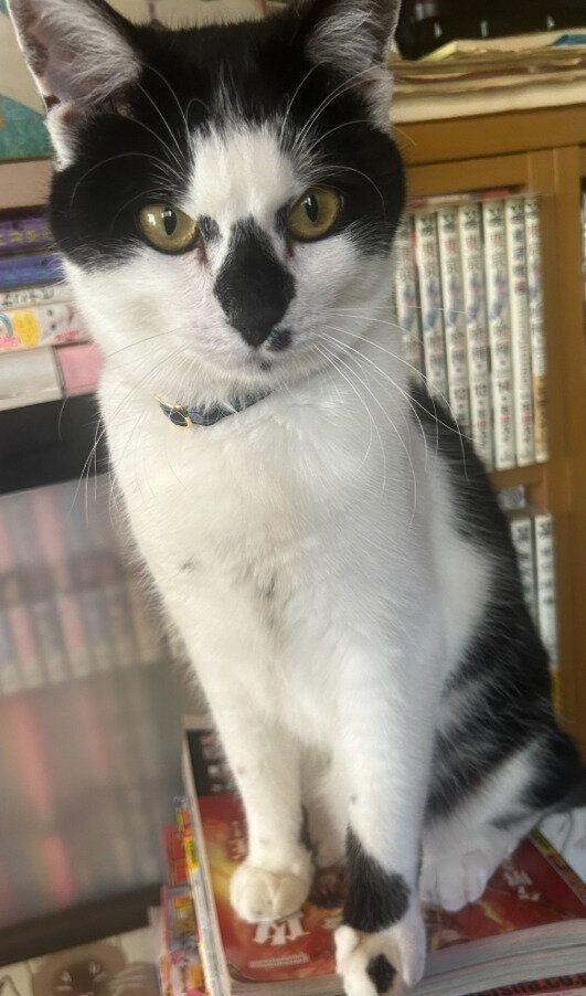 座っている生後10カ月の猫