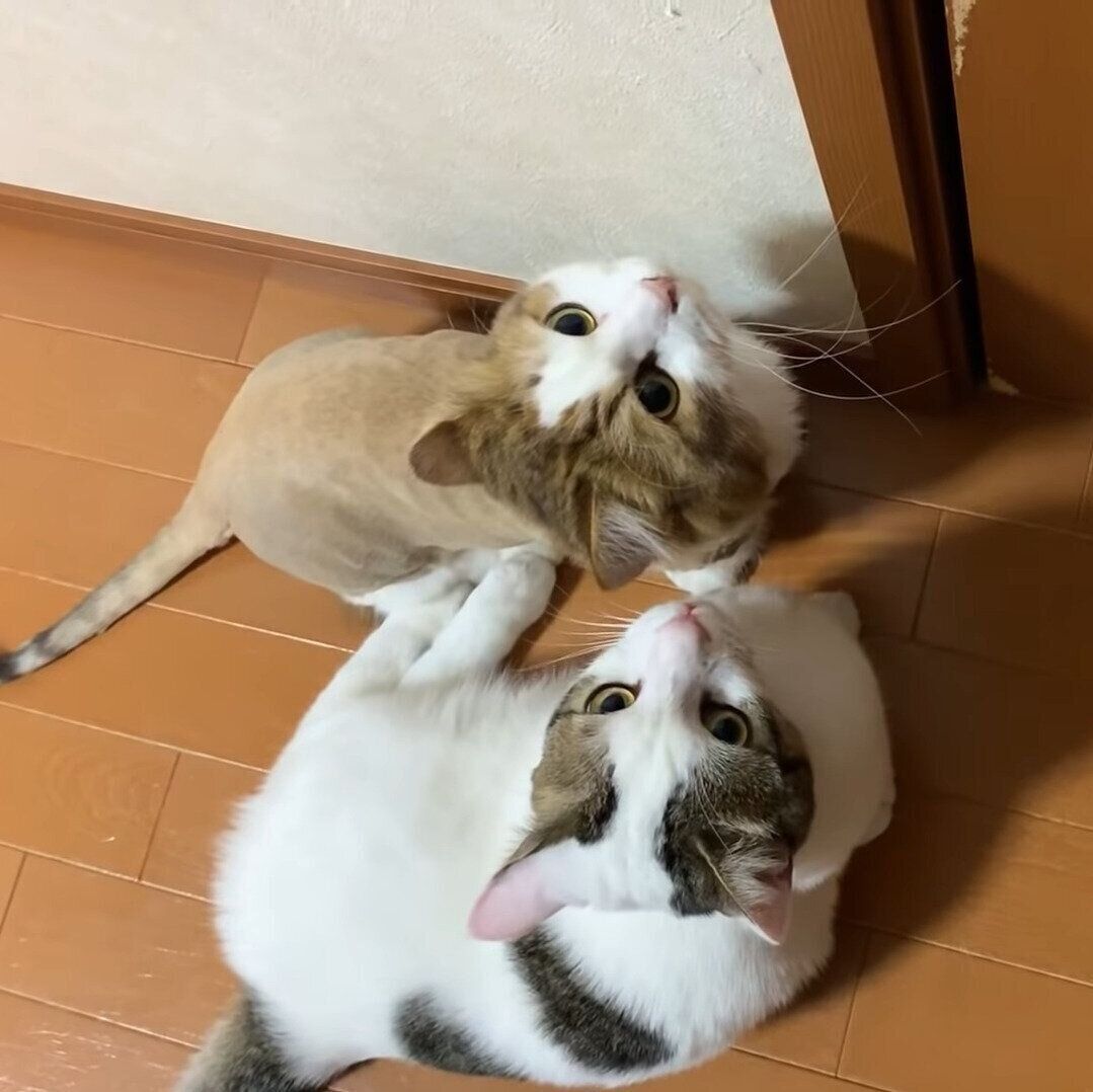 親子でおねだりモード