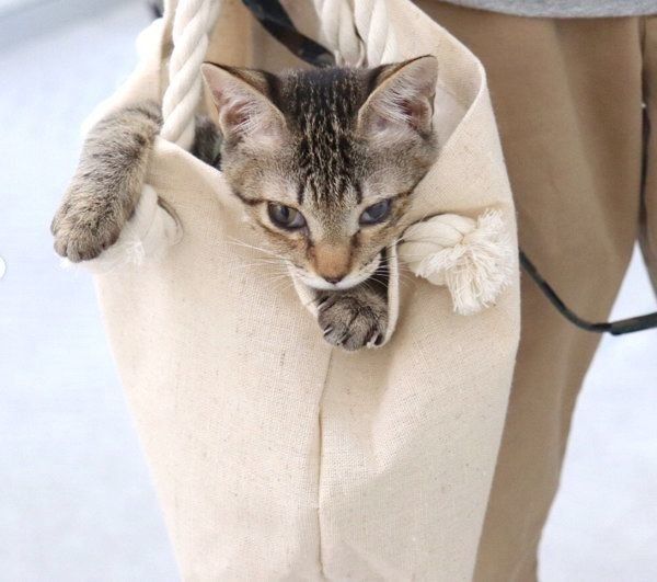 袋に入るくうちゃん