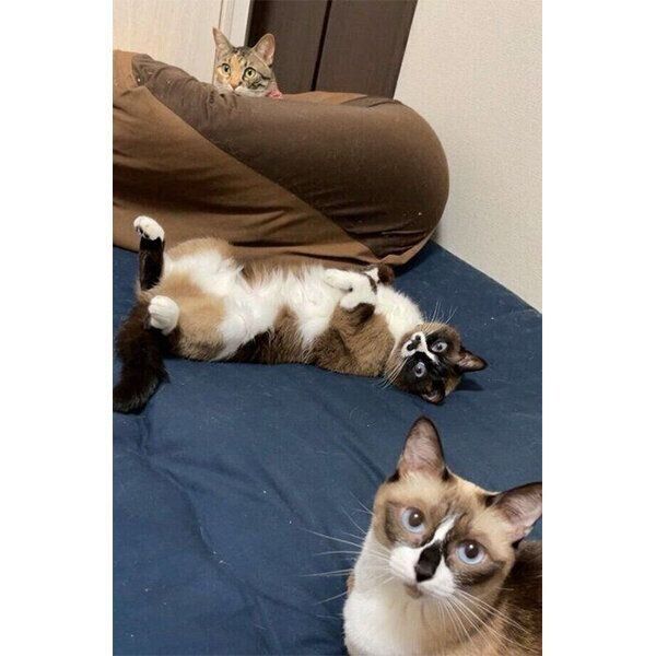 ぴーちゃん、みたらしちゃん、とろろちゃん