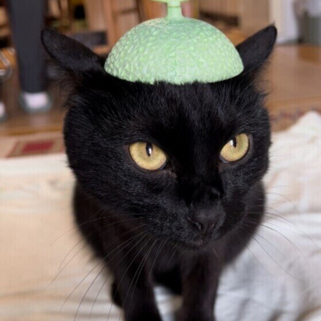 獣医師監修 猫にメロンを与えるときは注意が必要 与えるメリットとデメリットを解説 ねこのきもちweb Magazine 獣医師監修 猫にメロンを与えるときは注意が必要 与えるメリットとデメリットを解説 ねこのきもちweb Magazine