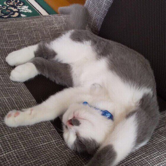 警戒心ゼロで眠るハルくん