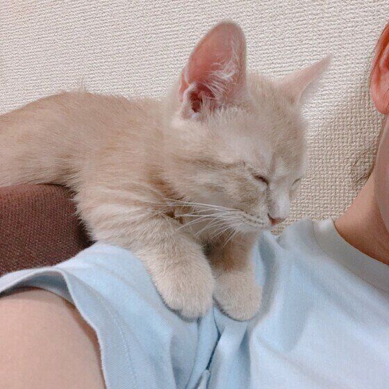 お姉ちゃんの肩の上に乗るモカちゃん