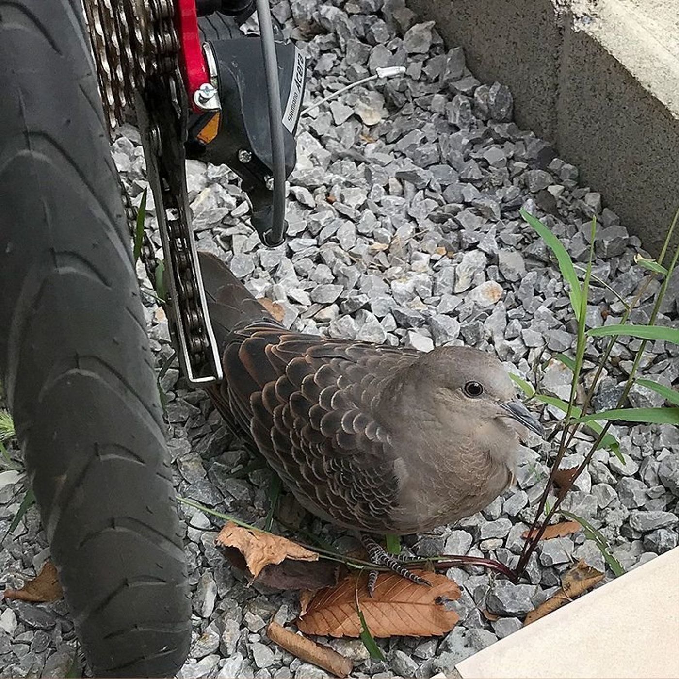 ここでも箱コレクションが活躍 キジバトとハコと猫と私 渋ネコししまるさん 17 ねこのきもちweb Magazine ここでも箱コレクションが活躍 キジバトとハコと猫と私 渋ネコししまるさん 17 ねこのきもちweb Magazine