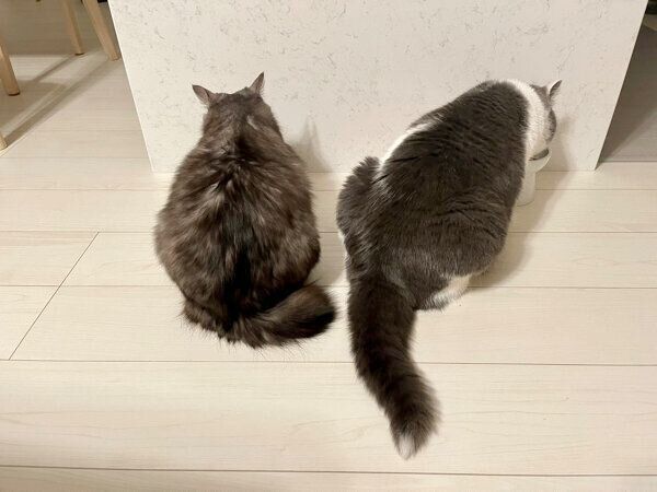 ごはんを食べるスイちゃん、ソアラさん