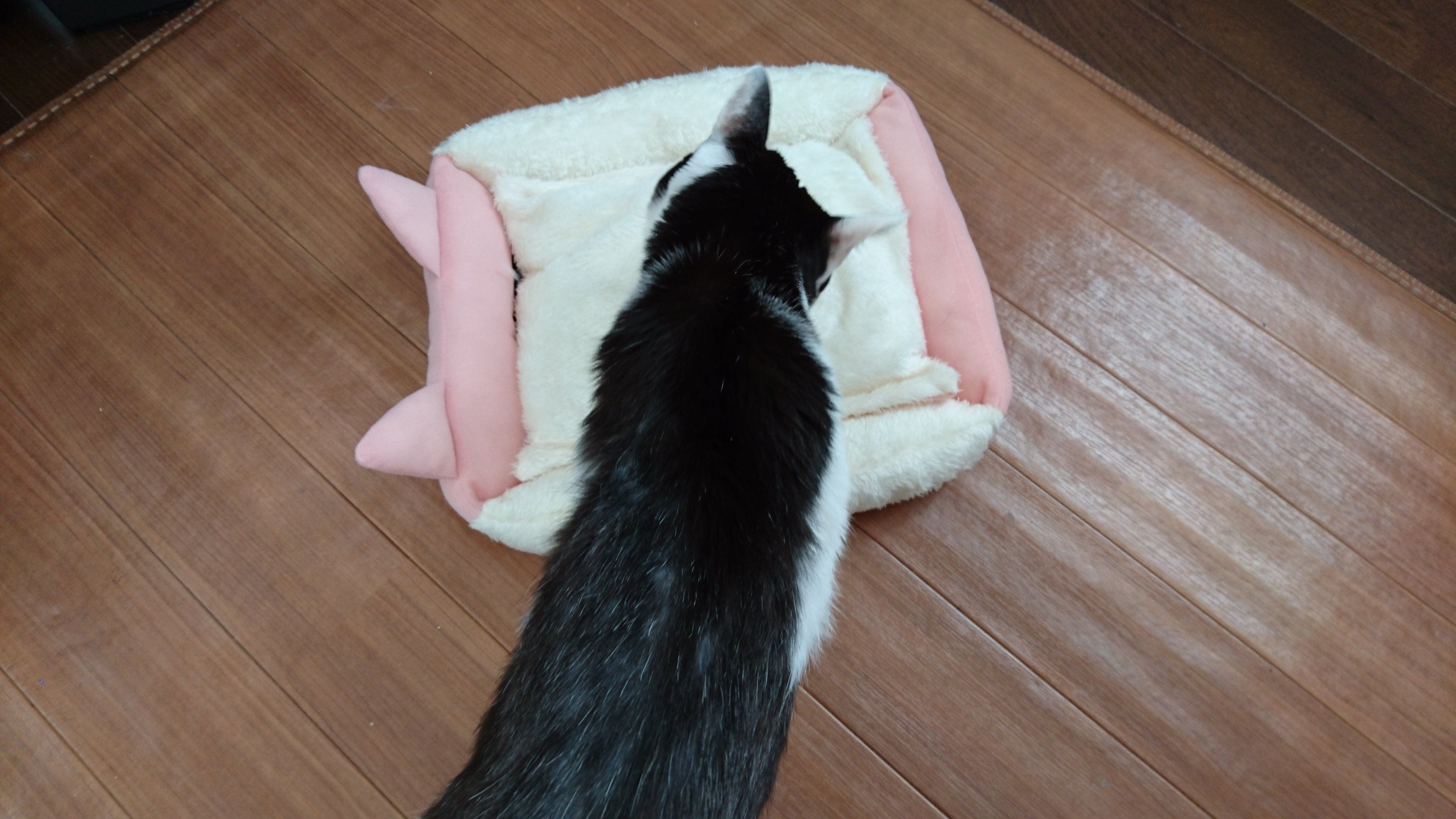 ふかふかねこベッドのニオイを嗅ぐ猫