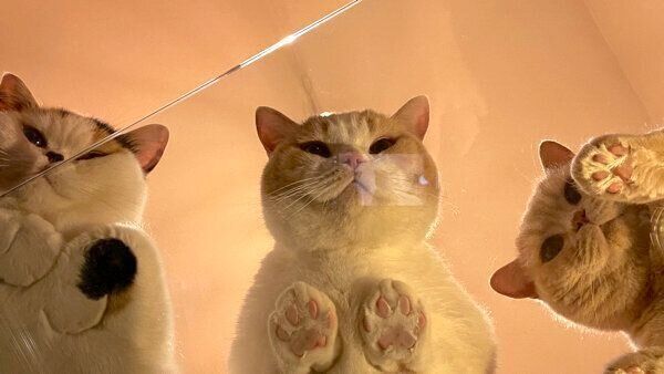 ガラステーブルに乗るみかんちゃん、ぽてとくん、てんぷらくん、あんみつちゃん