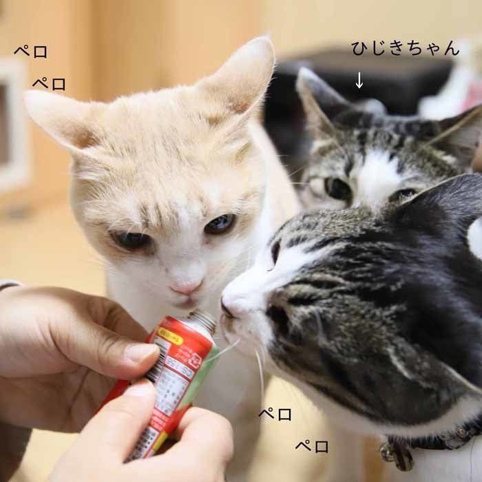 画像／ねこのきもち2019年８月号『猫よ、すんのかい　せんのかい　せーへんのかいっ！』