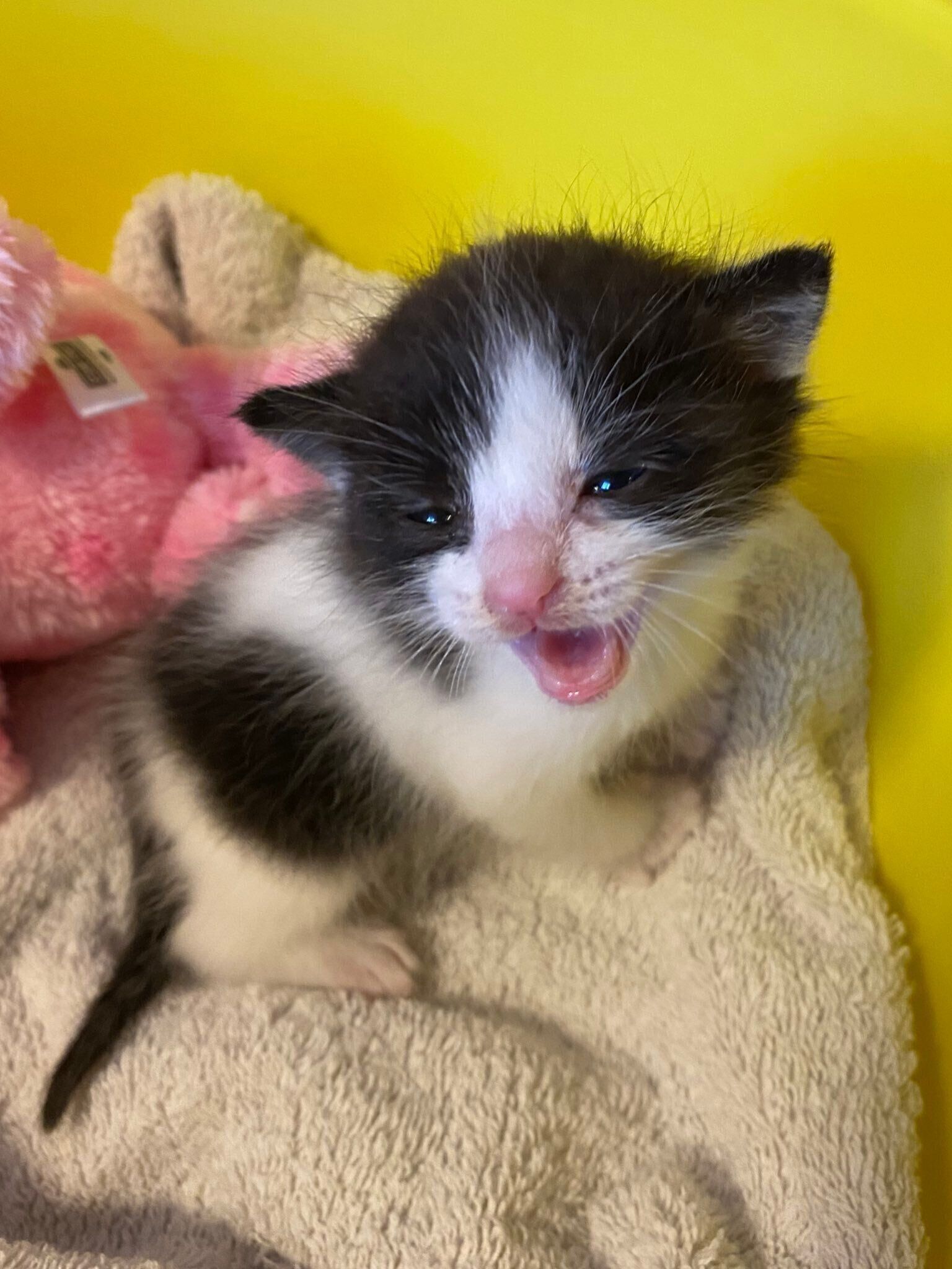 「手のひらにのるくらい小さく、ふわふわの子猫でかわいかったです」と飼い主さんが