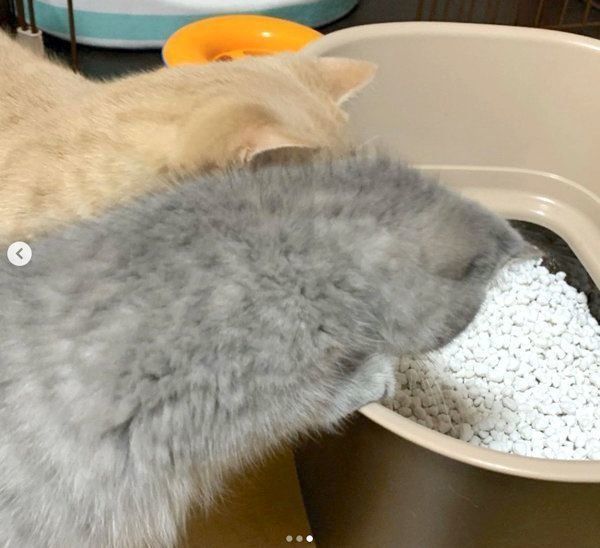 猫砂をチェックするあおちゃんとむぎくん