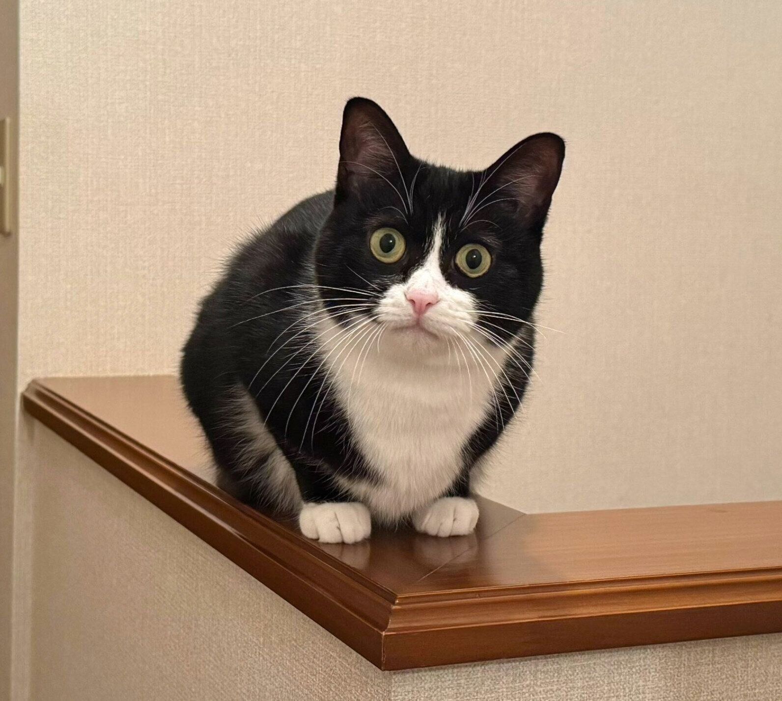 現在のタビちゃん