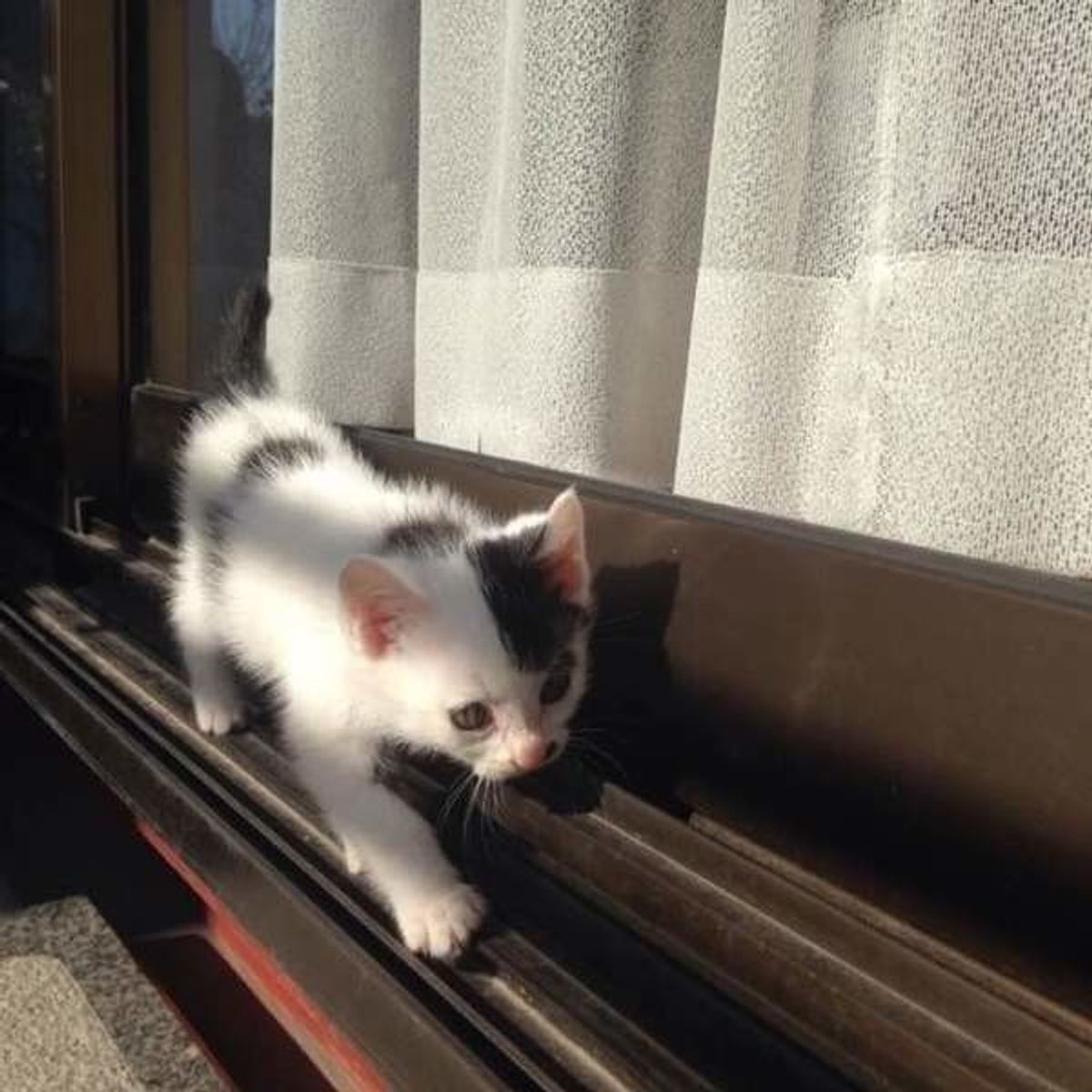 愛猫が後追いしてくる理由って ノラ猫がついてくるときの対処法も ねこのきもちweb Magazine