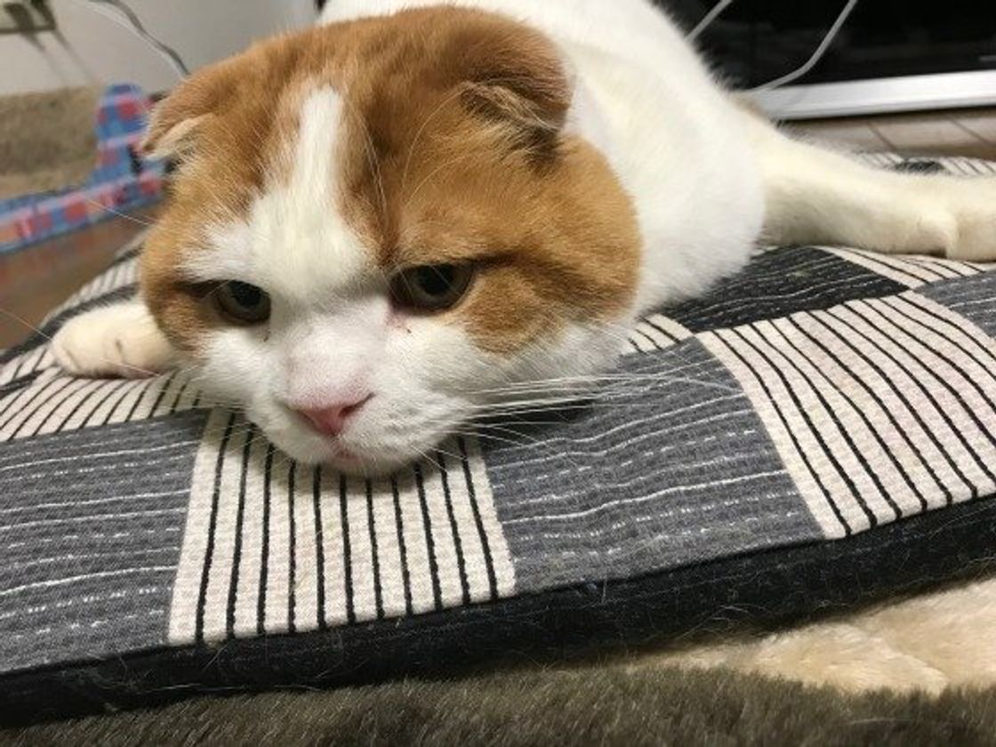 幸せな重み すぎる 猫が飼い主さんのお腹や膝などに乗る4つの心理 ねこのきもちweb Magazine 幸せな重み すぎる 猫が飼い主さんのお腹や膝などに乗る4つの心理 ねこのきもちweb Magazine