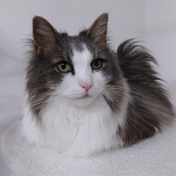 香箱座りをするノルウェージアンフォレストキャットのモカちゃん