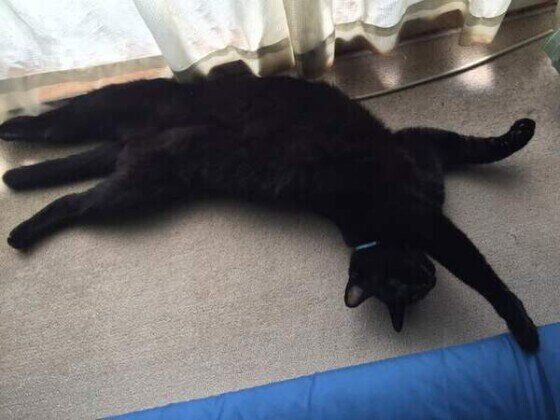 黒Mixのクロくん