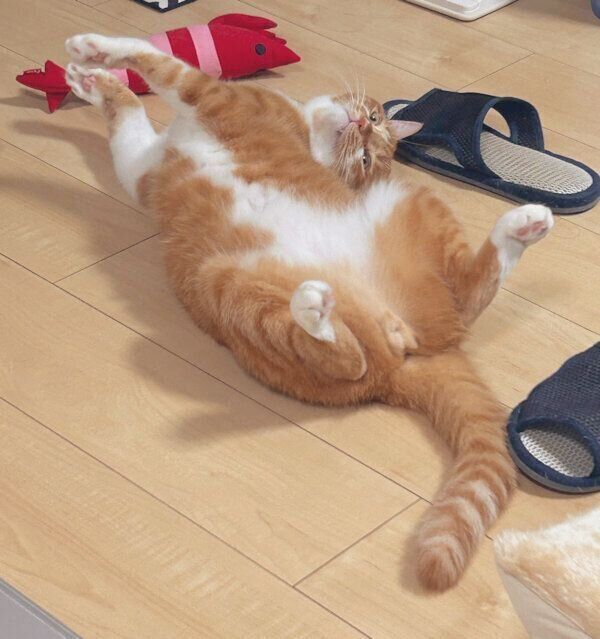 ゴロゴロするごま太郎くん