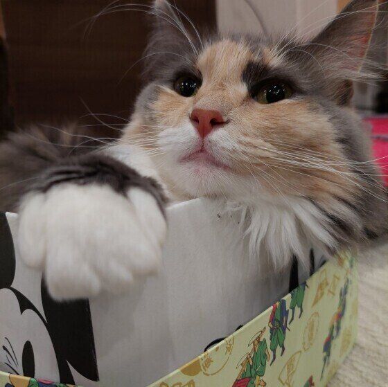 メインクーンのおこめちゃん