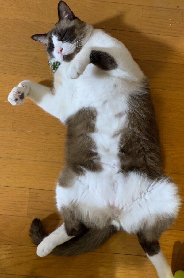 大きな体で床に転がるふっくん