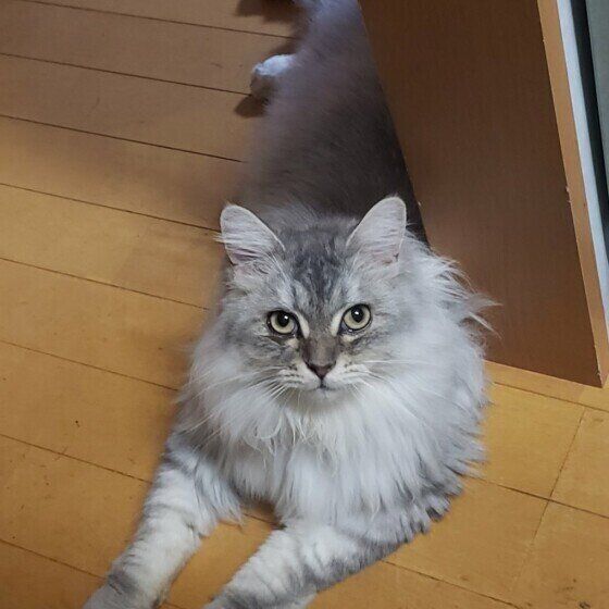 サイベリアンのさくらくん