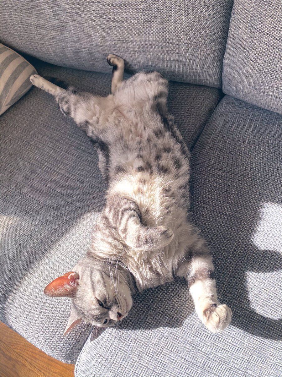 ソファーでへそ天する猫
