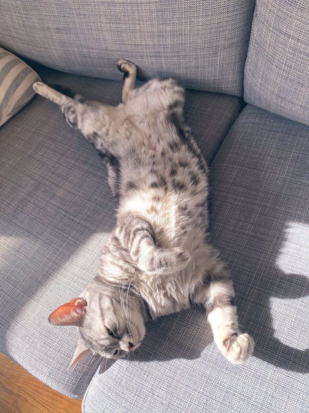 愛猫はヘソ天 仰向け寝する が7割 猫が不意に ヘソ天 する理由 ねこのきもちweb Magazine 愛猫はヘソ天 仰向け寝する が7割 猫が不意に ヘソ天 する理由 ねこのきもちweb Magazine