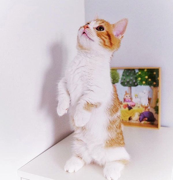 赤ちゃんのときのぱんだちゃん