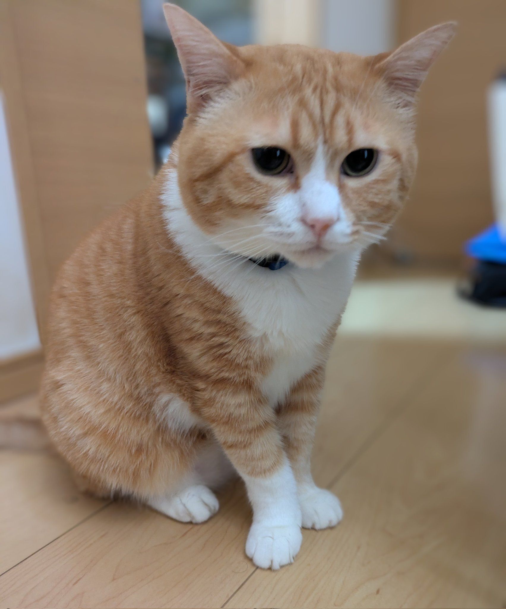 座って飼い主を見る猫