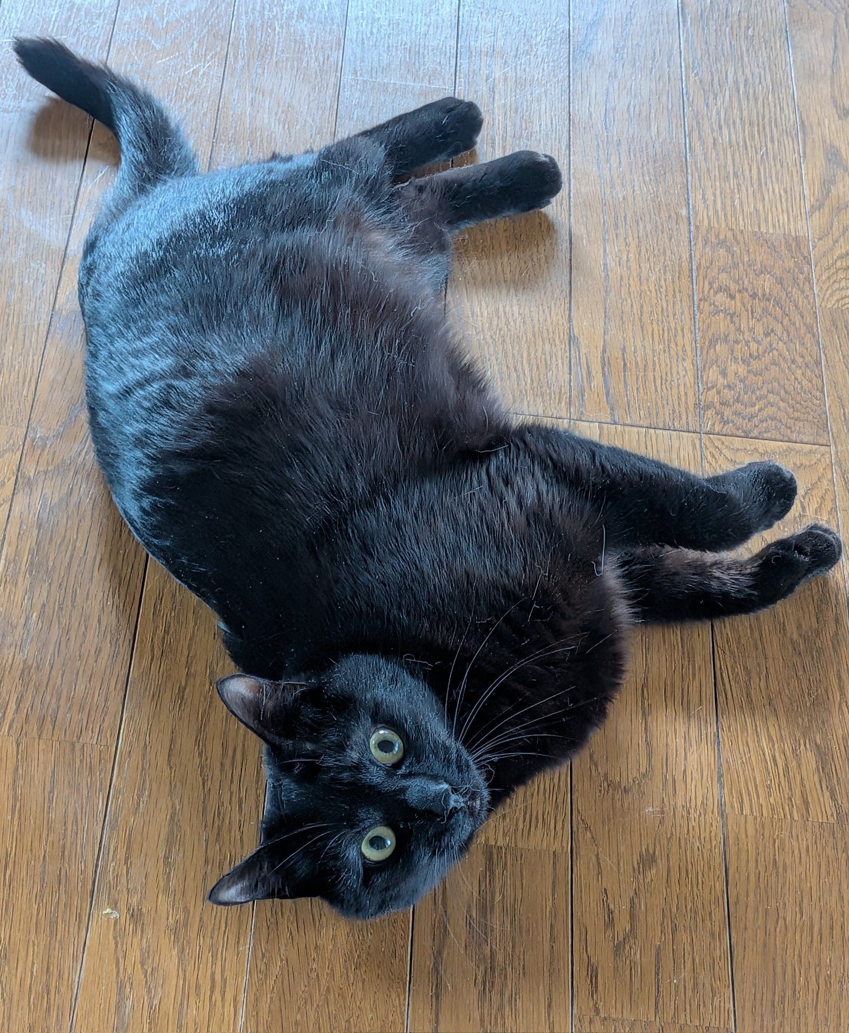飼い主の足元に寝転ぶ猫