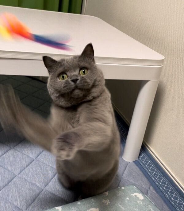 おもちゃで遊ぶおはぎちゃん