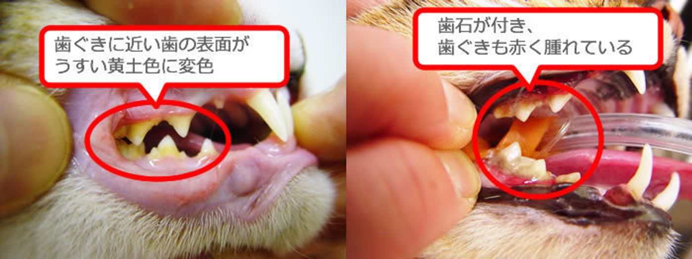 猫の口臭がキツイ原因と対策 考えられる病気を 獣医 が教えます ねこのきもちweb Magazine 猫の口臭がキツイ原因と対策 考えられる病気を 獣医 が教えます ねこのきもちweb Magazine